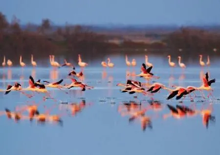 Le Flamant Rose Bed & Breakfast Salin-de-Giraud